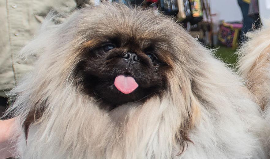 Key City Kennel Club Dog Show